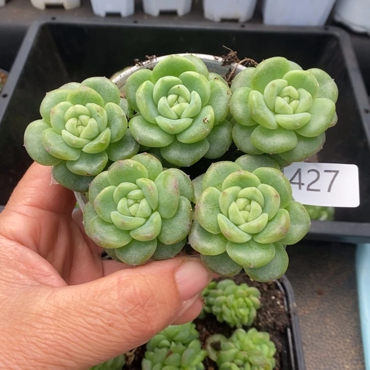 一物一拍一物一拍1118-427