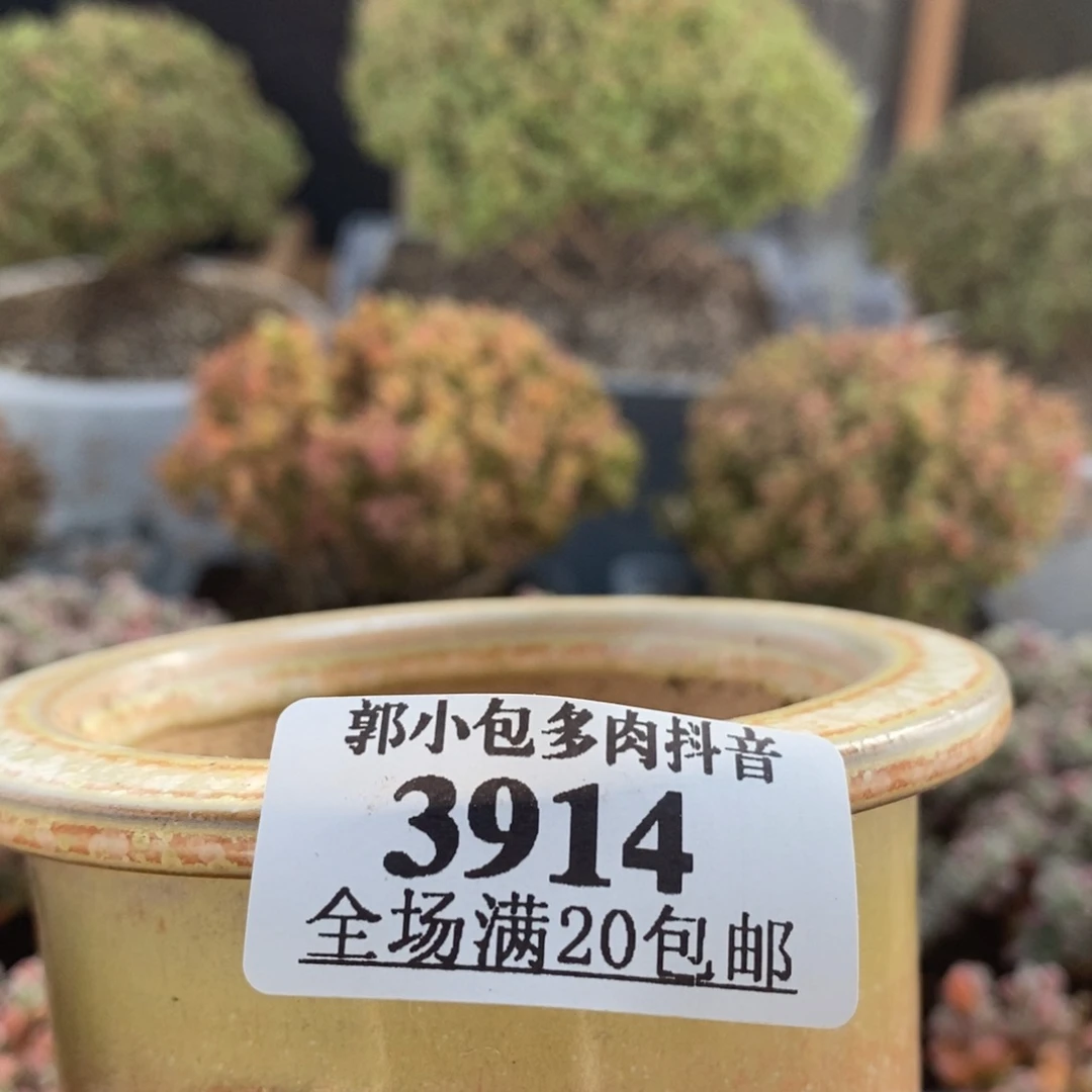 炼**使补差盆盆盆3914盆