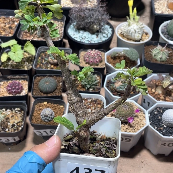 437沙漠苏木块根