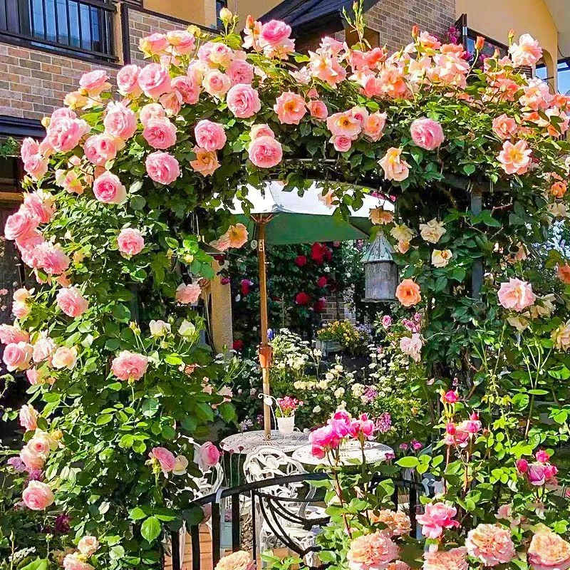 昆明精品蔷薇苗10棵混色云南基地直发爬藤月季包邮