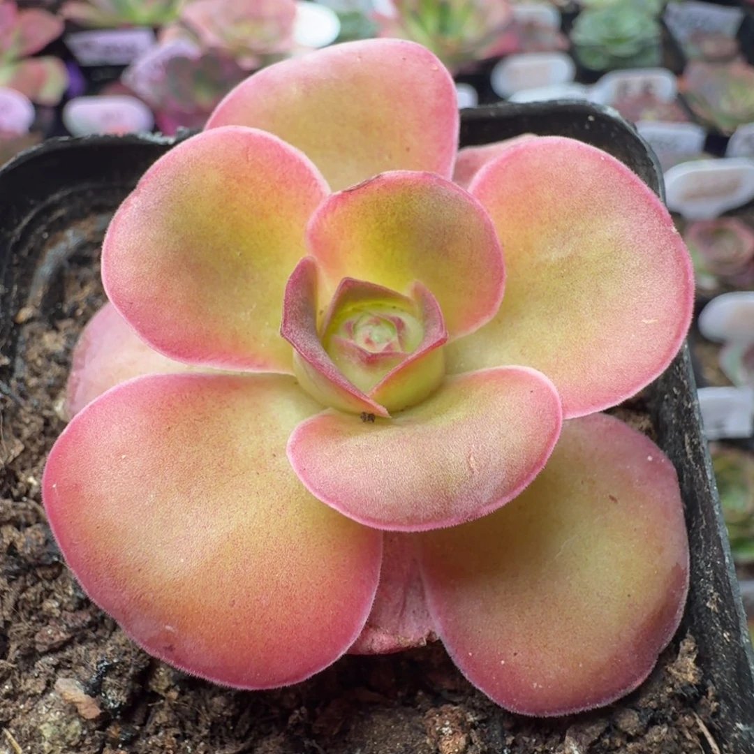 不送盆土-561-冠幅  4CM