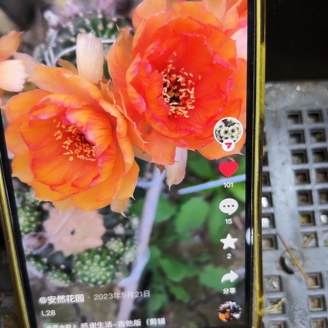 L28丽花小侧牙20包邮仙人球17