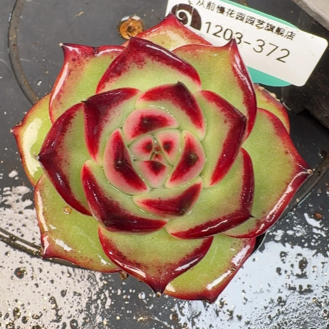 从前慢多肉精选编号1203.372