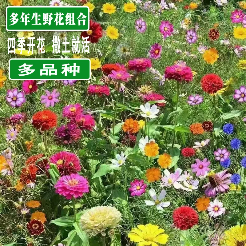 多年生野花组合混搭耐寒波斯菊百日草种子庭院易种活室外四季花籽