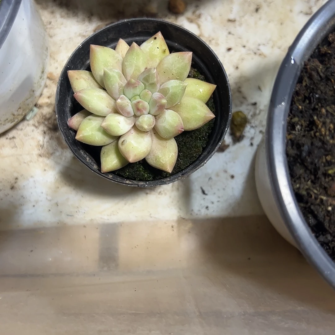 虞姬美人多肉植物