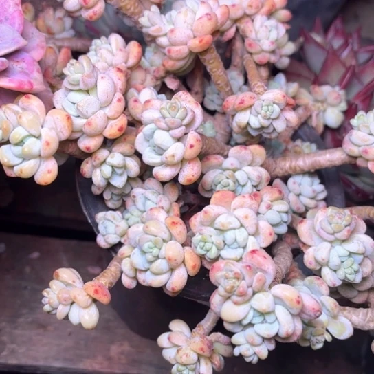 清****金多肉植物的植物