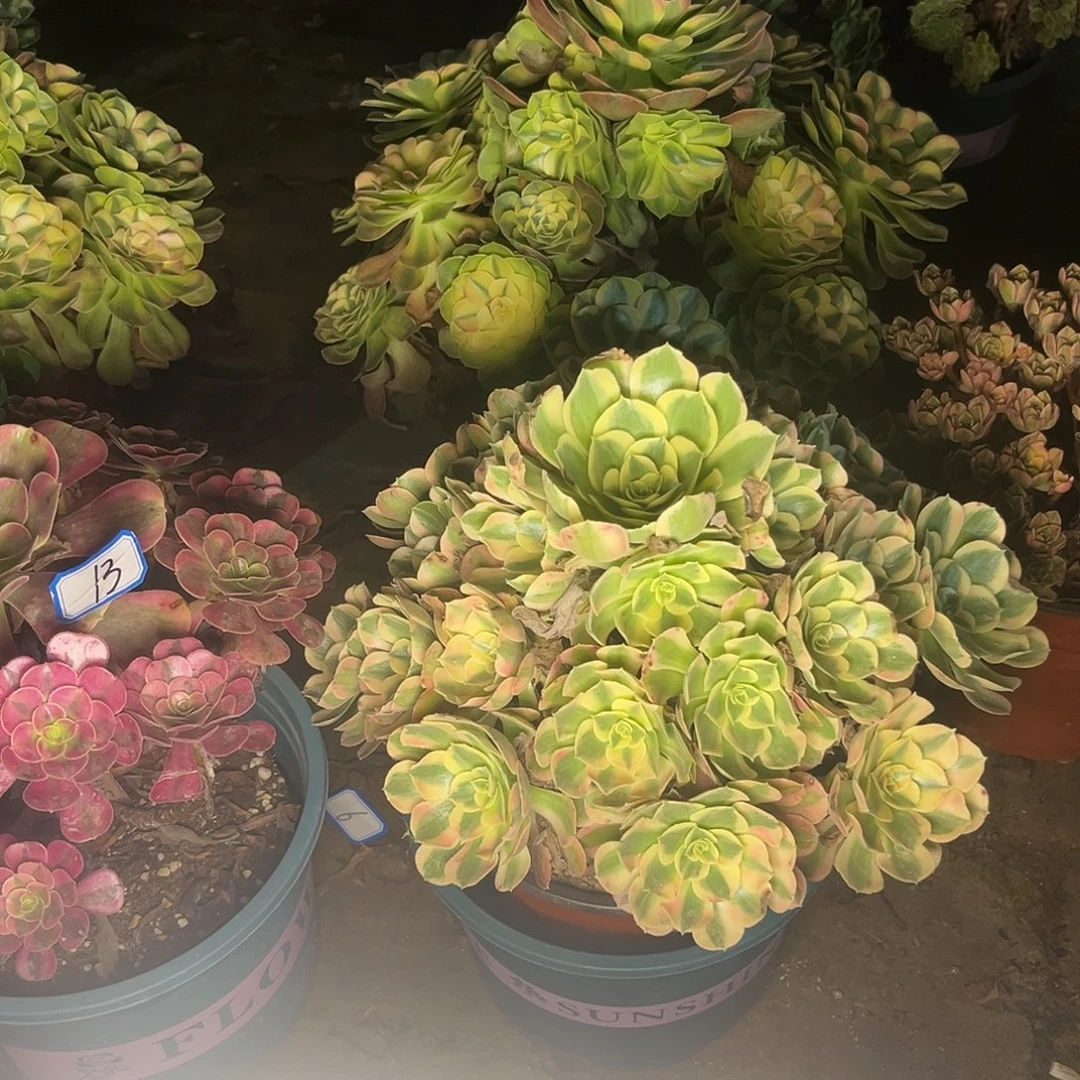 无花朵14妖月法师