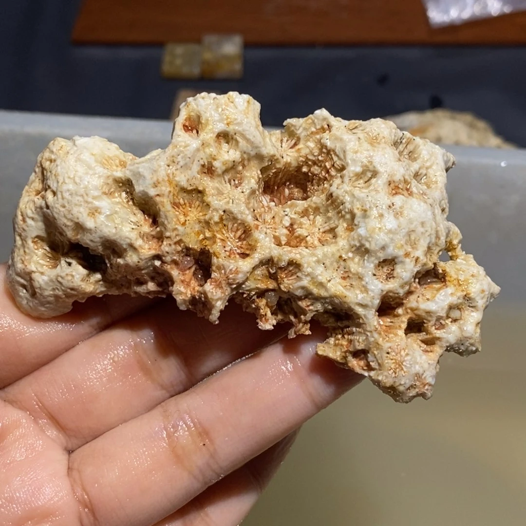 【闪购商品】未镶嵌珊瑚玉硅化玉
