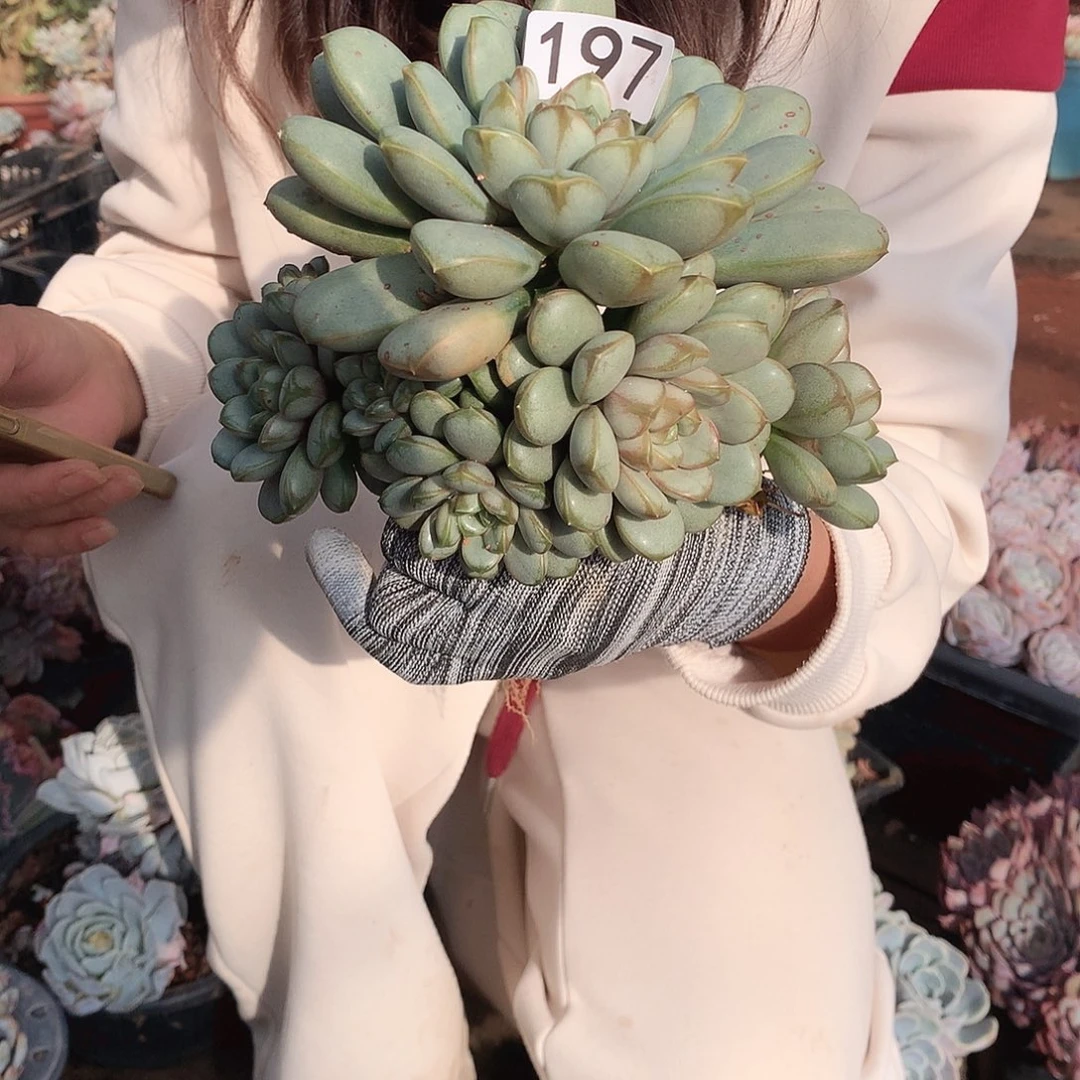 197葡萄 一物一拍多肉