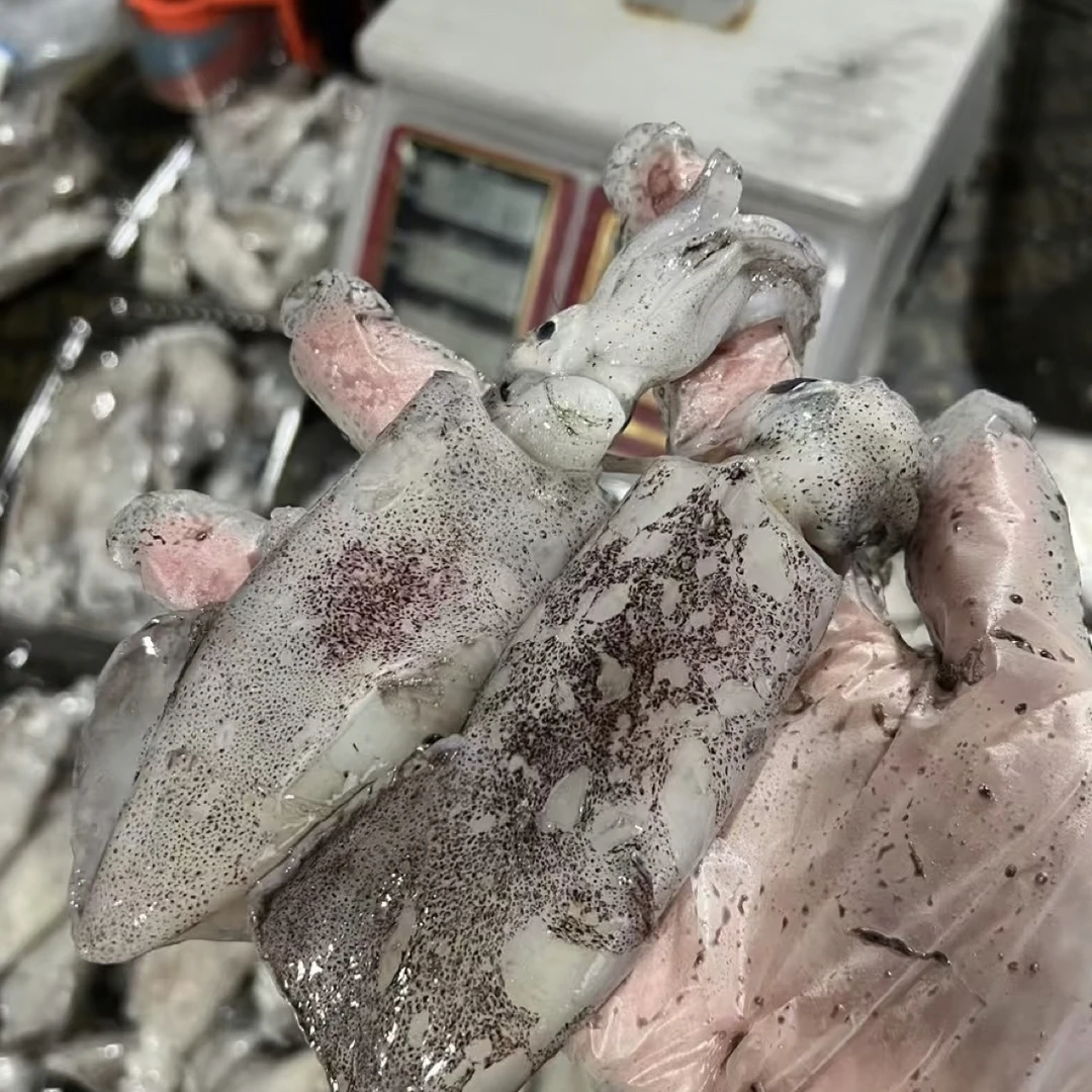 吕四港纯野生火箭筒比管 江浙沪皖顺丰包邮