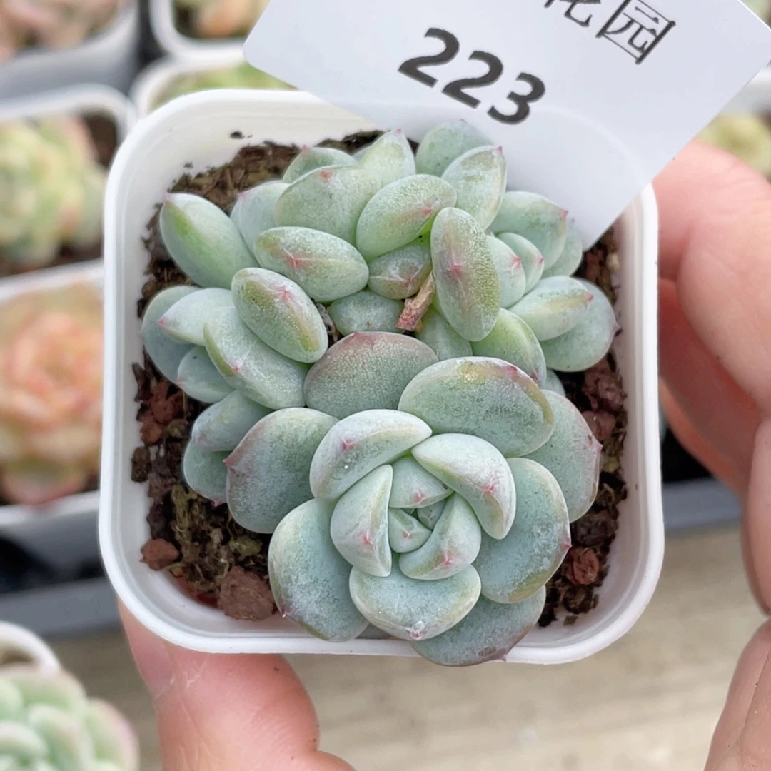 223号糖心冰心珍妮