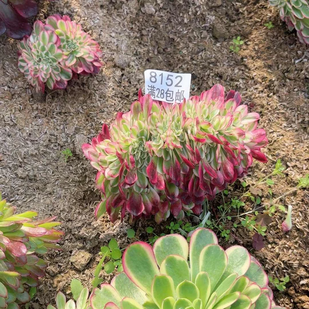 H. 8152倾城缀多肉