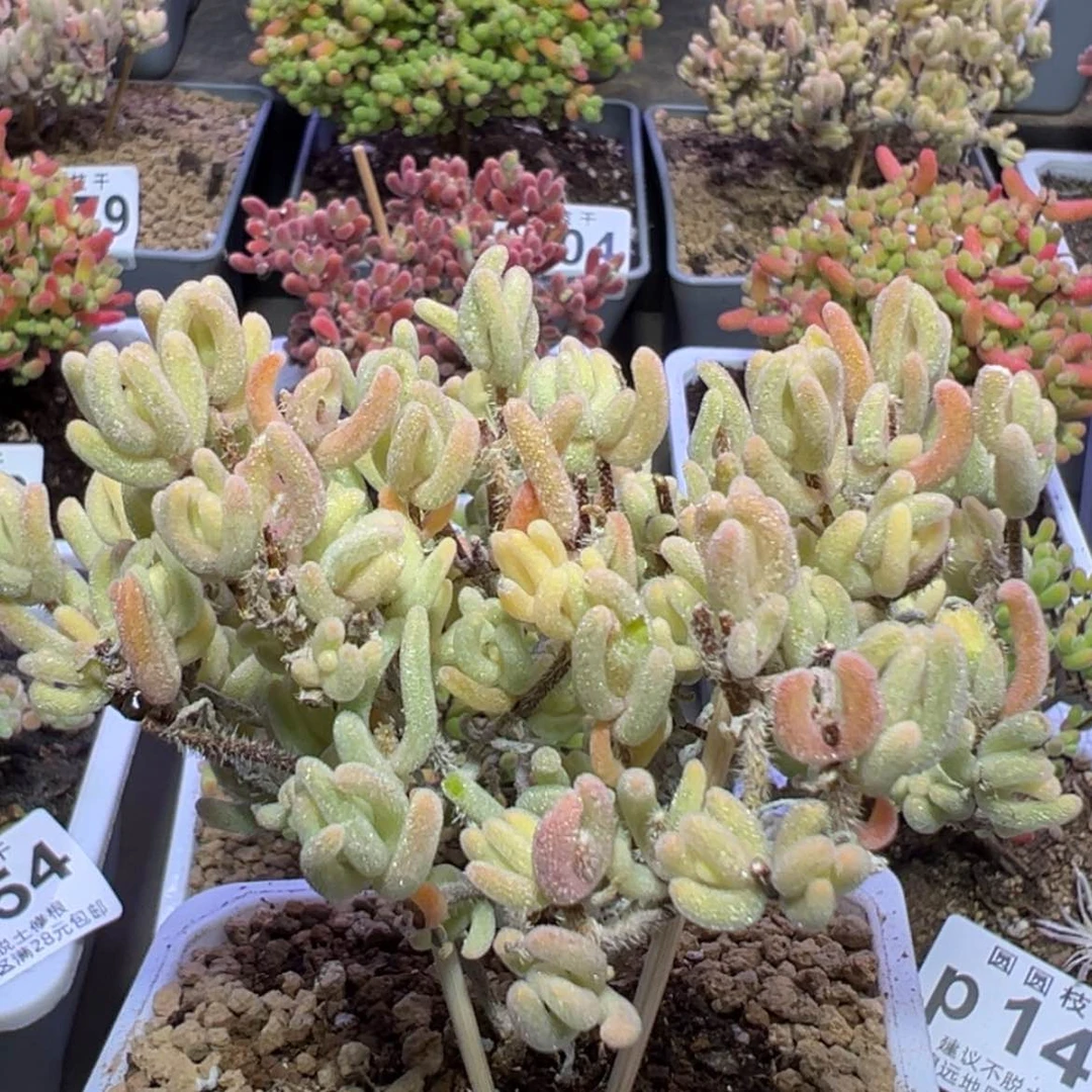 【闪购商品】p158橙叶锦冠幅8.5cm午播福利价