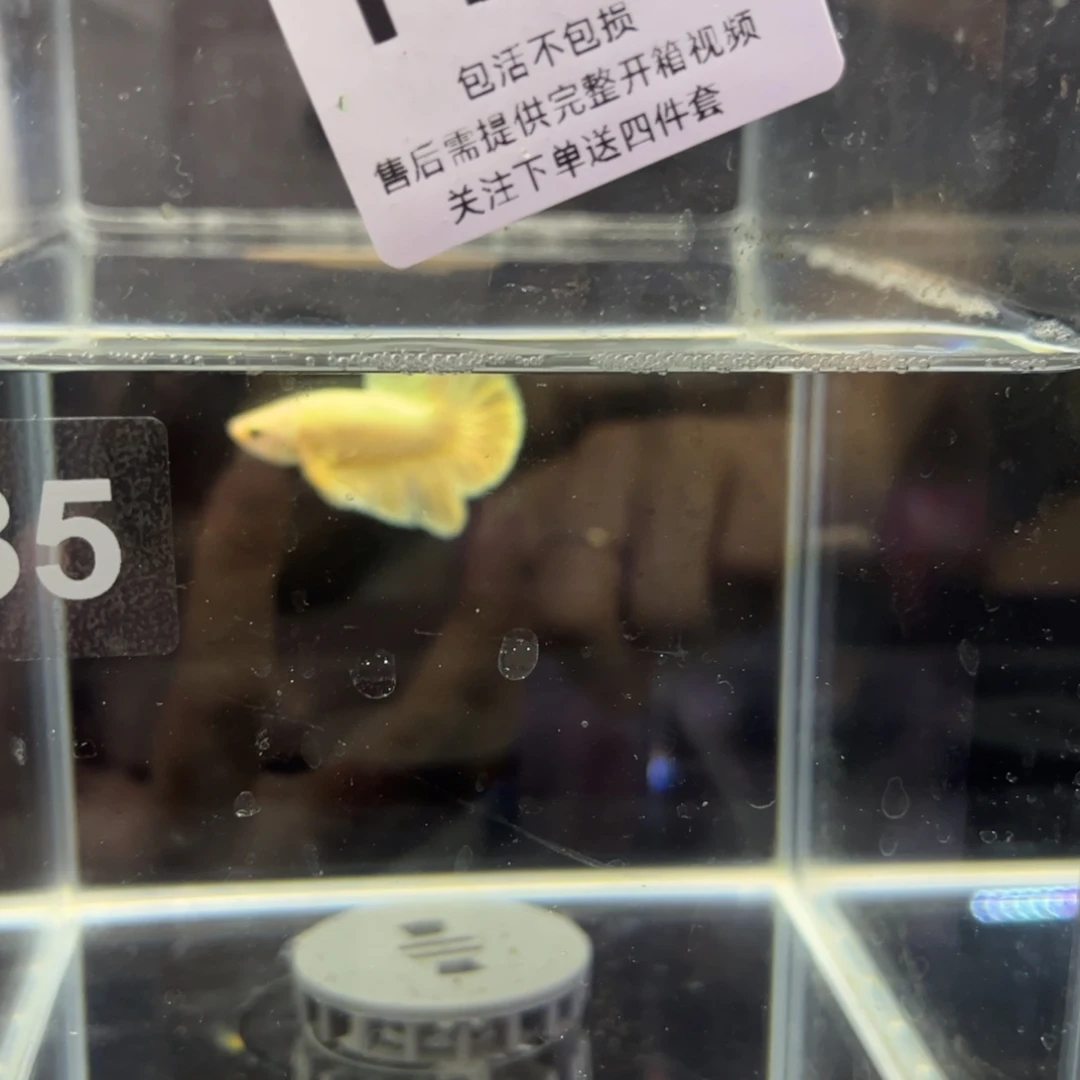 斗鱼泰国斗鱼135号