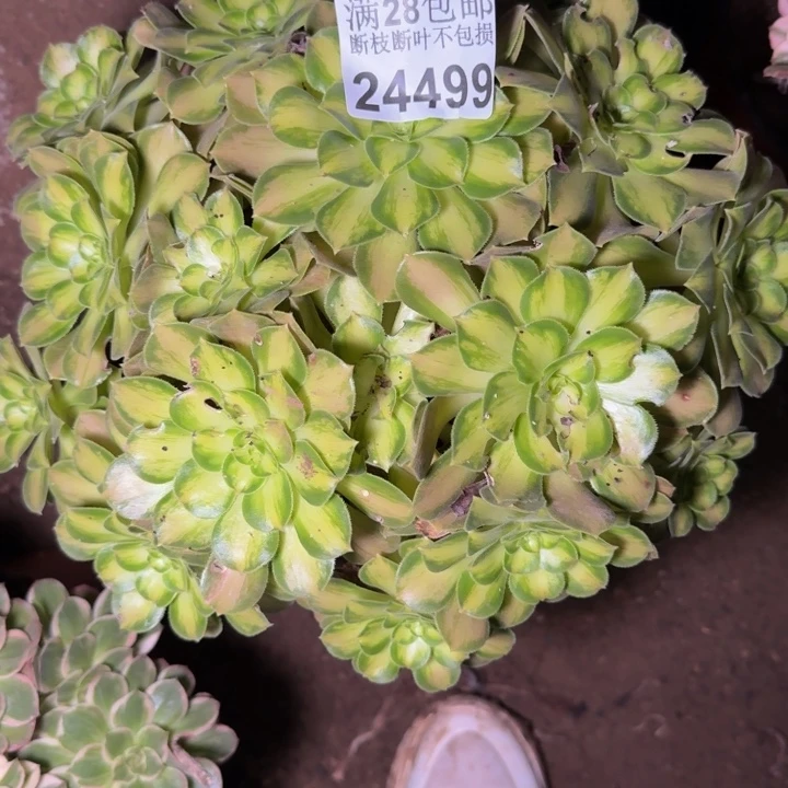 24499韶华多肉植物