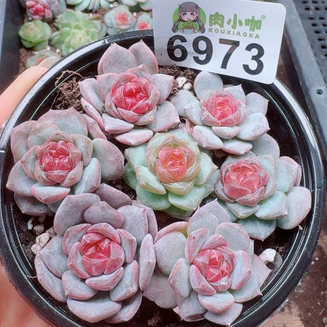 多肉植物多肉植物