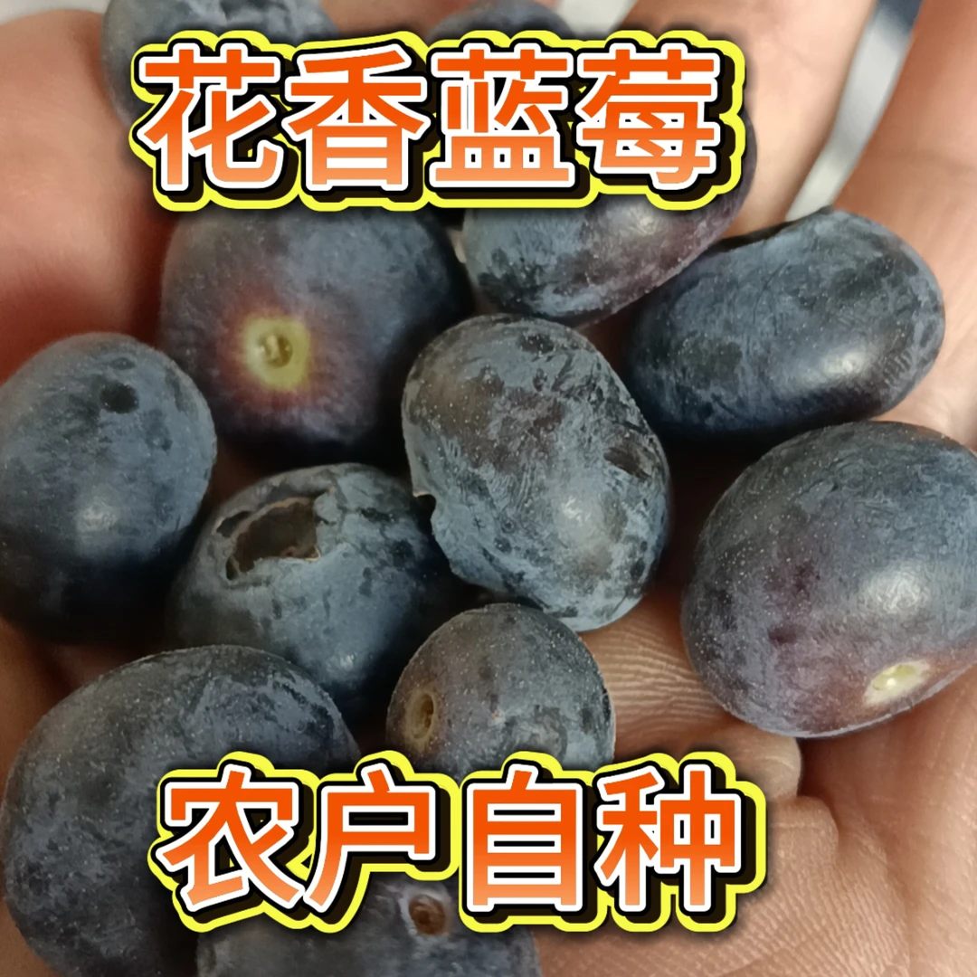 云南建水花香蓝莓