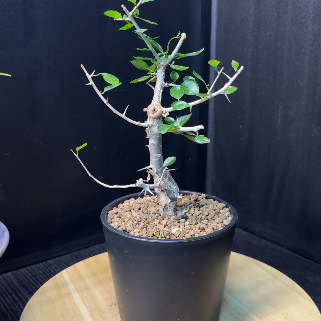 木悟*   桃林橄榄带盆土