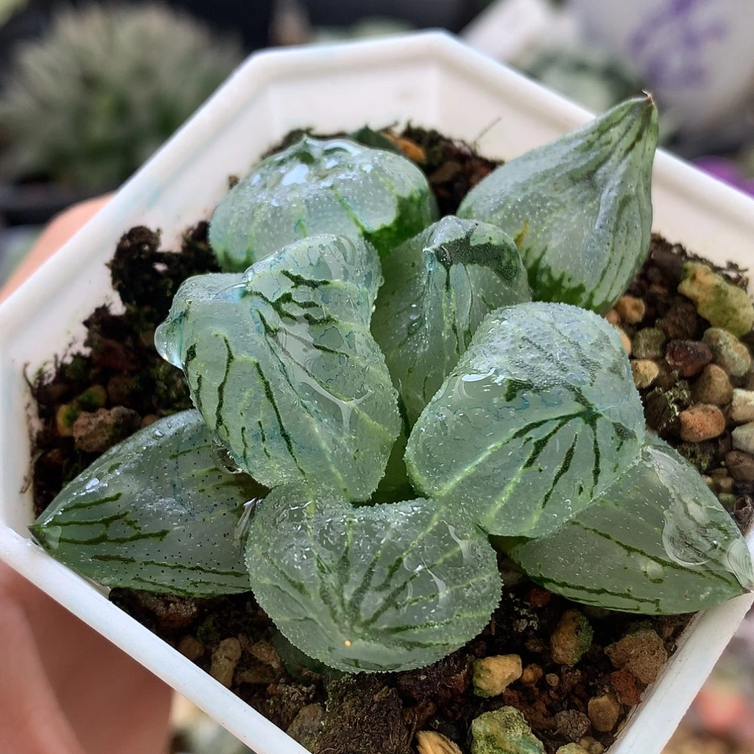 大窗杨贵妃带盆土发货tll