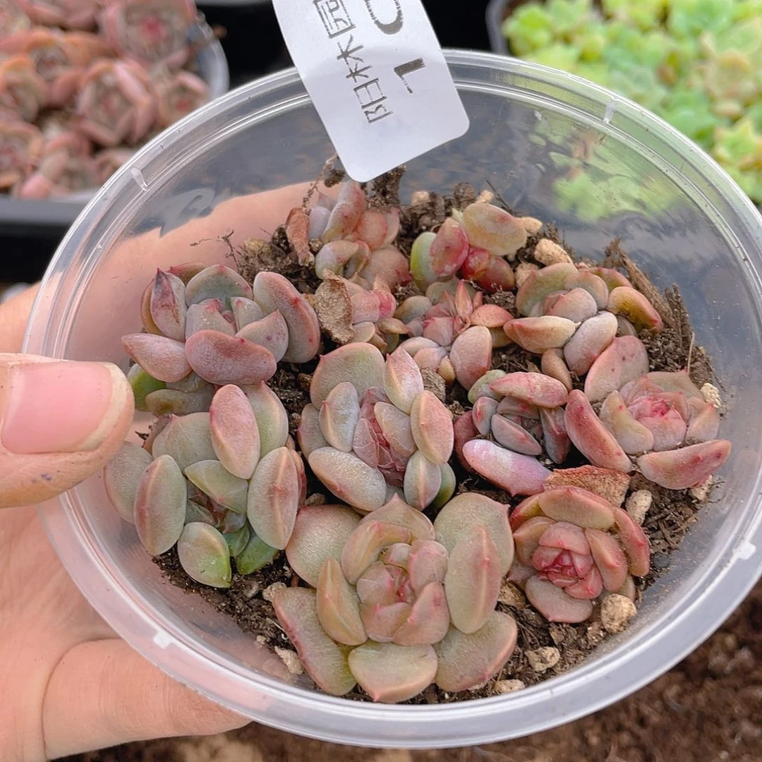 多肉植物多头植物100