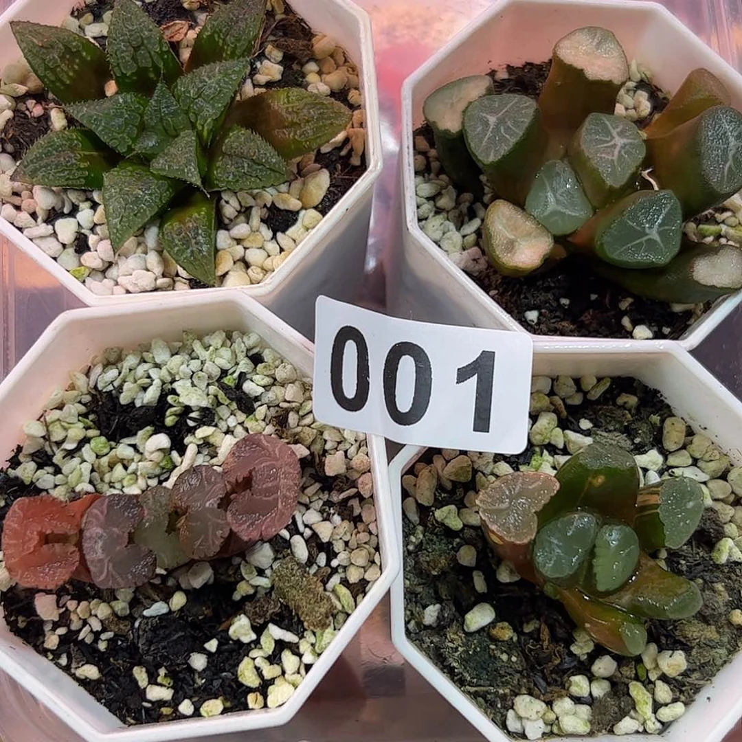 001红红火火恍恍惚惚