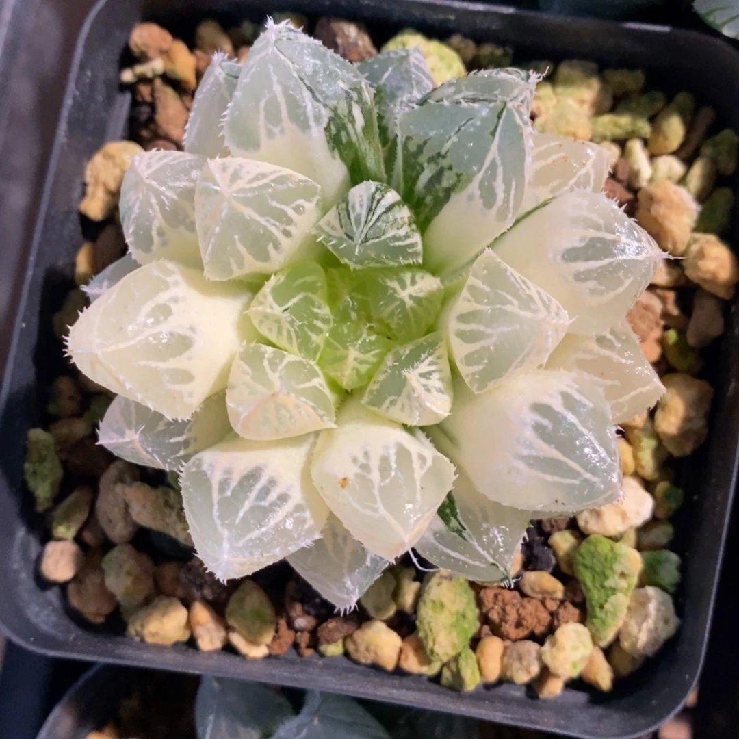 一颗实生大叶楼兰锦 特价