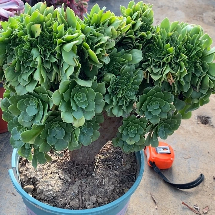 绿玫瑰缀73多肉植物法师法师