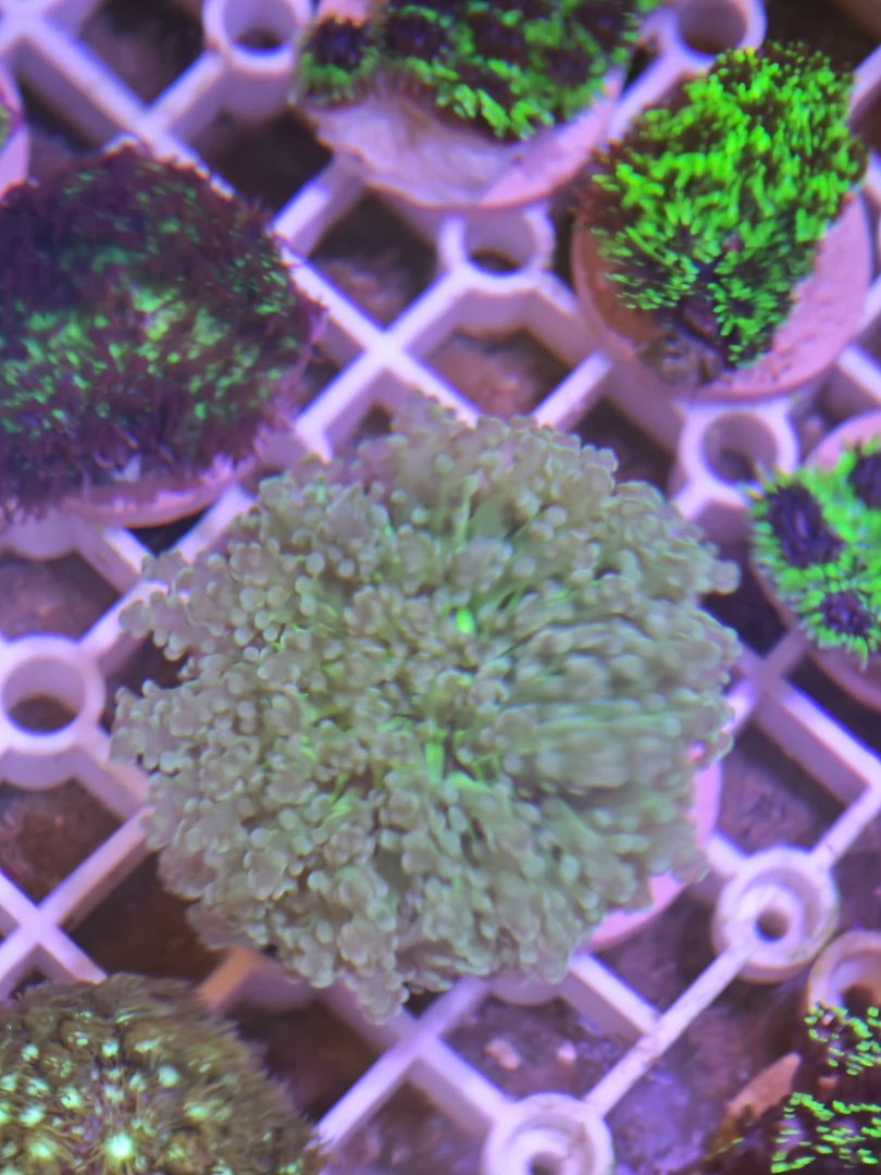 蛙卵单苞宝石花原石菠萝丁魔毯菇珊瑚海缸一物一拍拍下备注号码牌