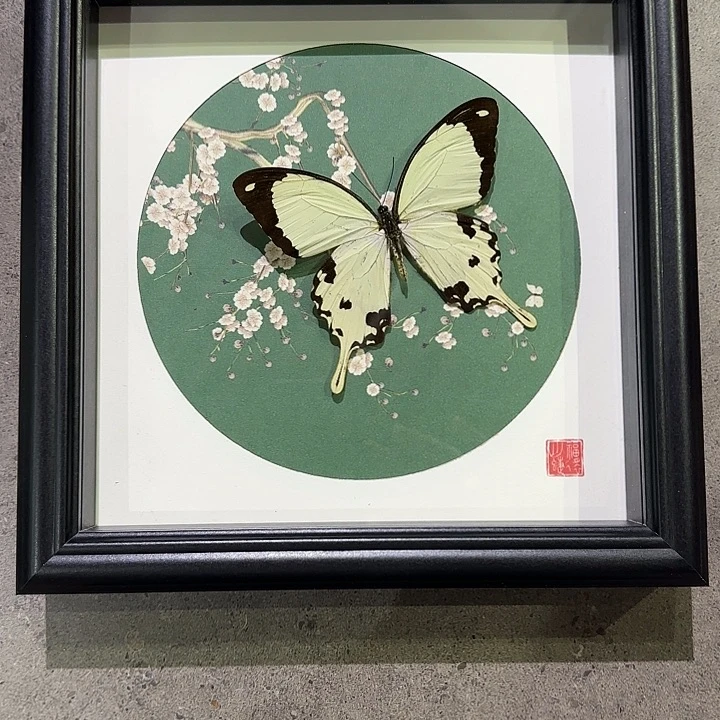 C***y非洲白翠凤蝶蝴蝶标本专拍