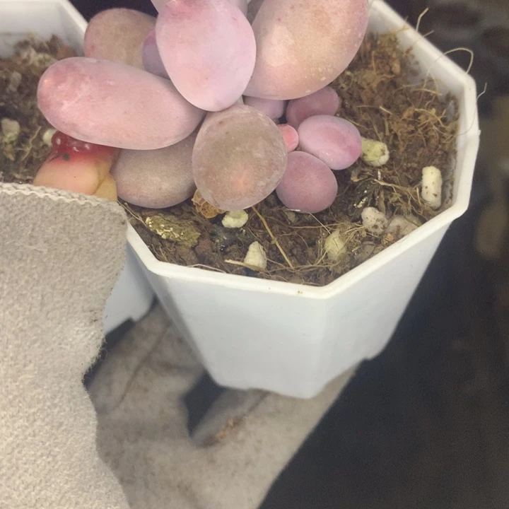 Mike 带侧芽  （不满9.99发空盆冷地区不拍保温扣3.9多肉）