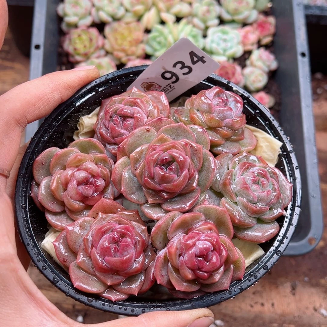 多肉植物多肉植物