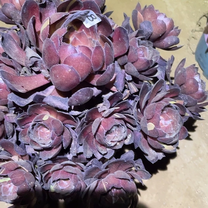 多肉植物法师438黑寡妇