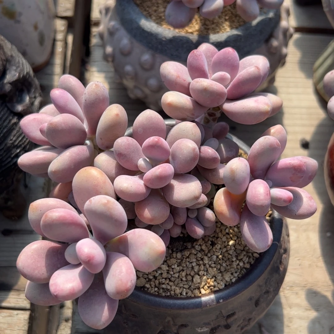 桃蛋群生无砍多肉植物