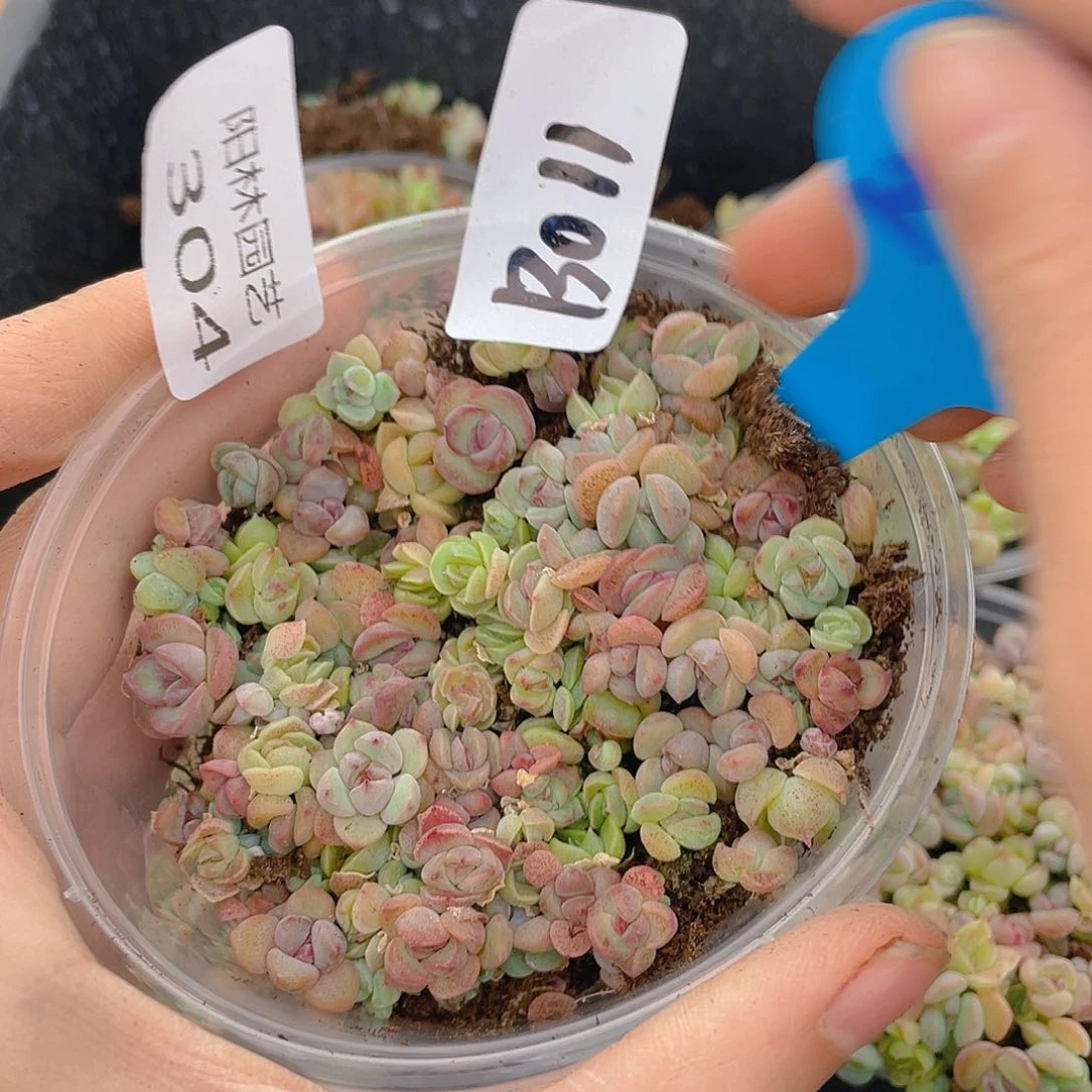 量拍多肉植物多肉植物304