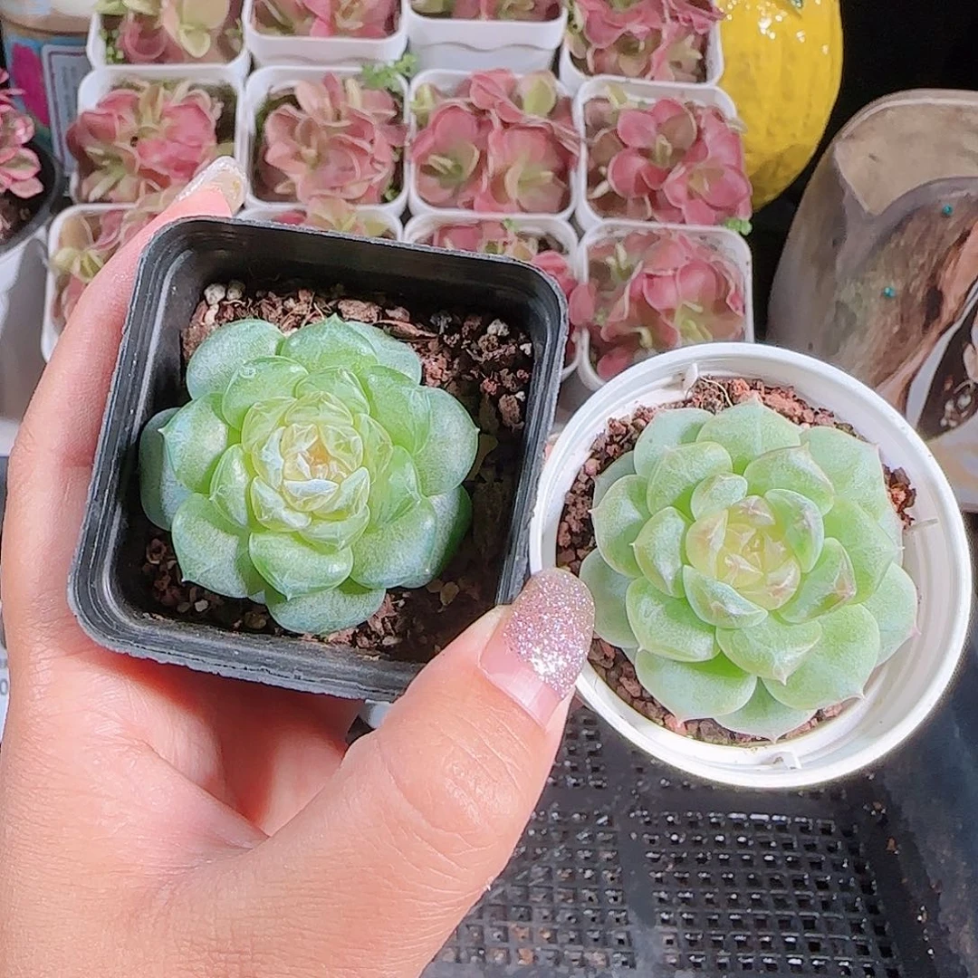 0720-:-3两颗糖心珍妮