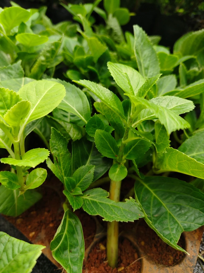 绣球花苗 四季开花好养盆栽花卉植物室内外均可种植 椛之恋园艺