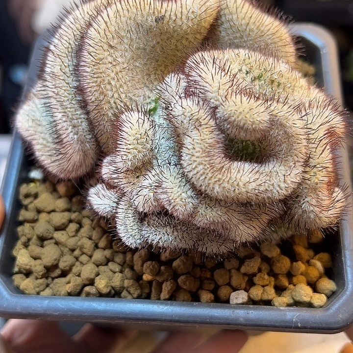 35号自根最强大脑缀11公分