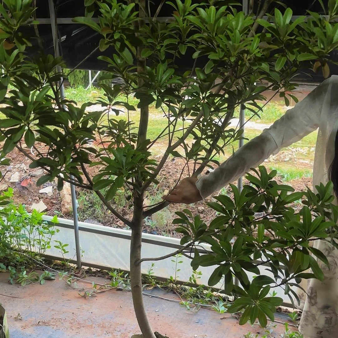 杨梅树杨梅树杨梅树杨梅树杨梅树杨梅树