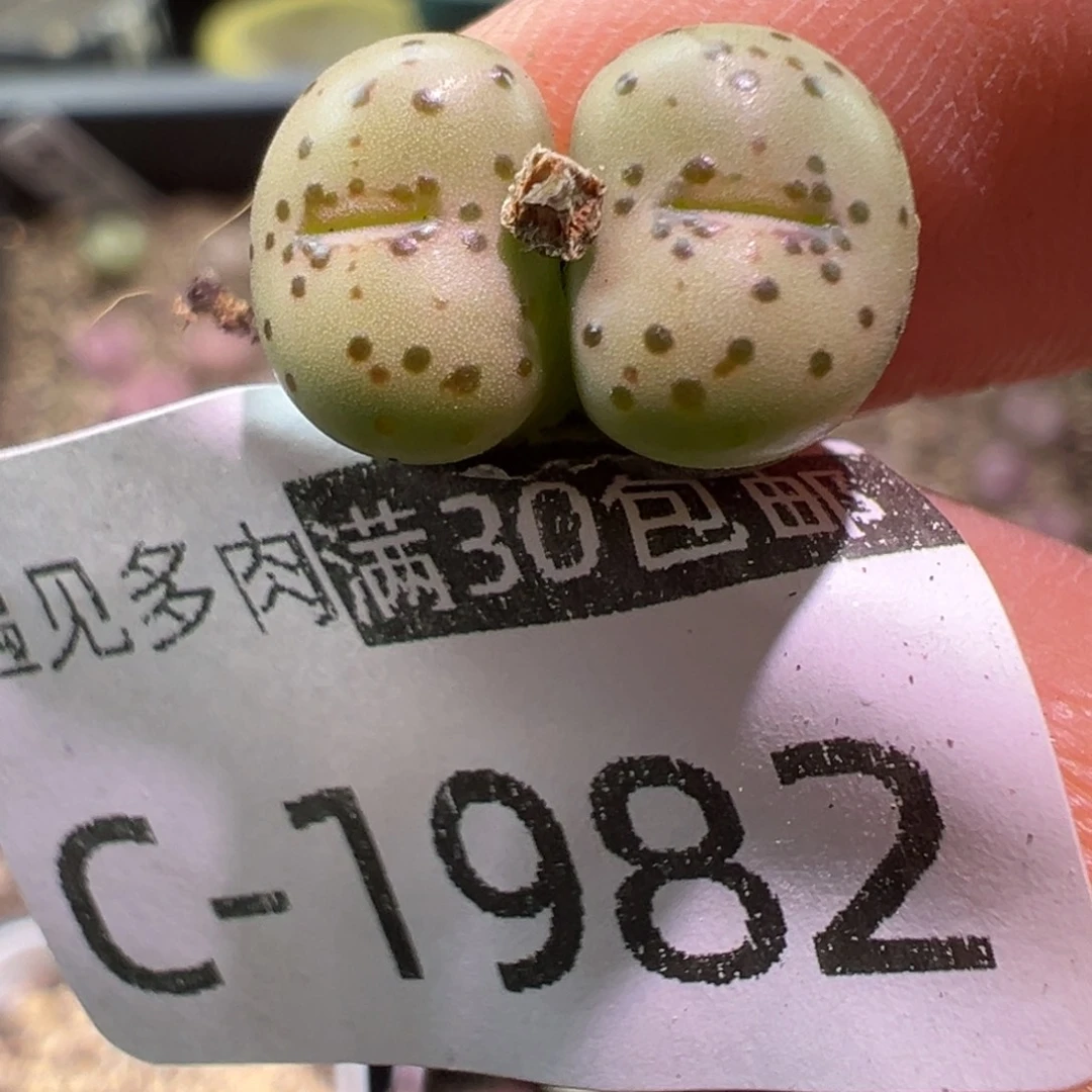 多肉植物11111111111