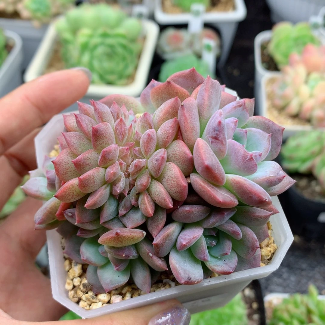 58包邮  群生不包整26