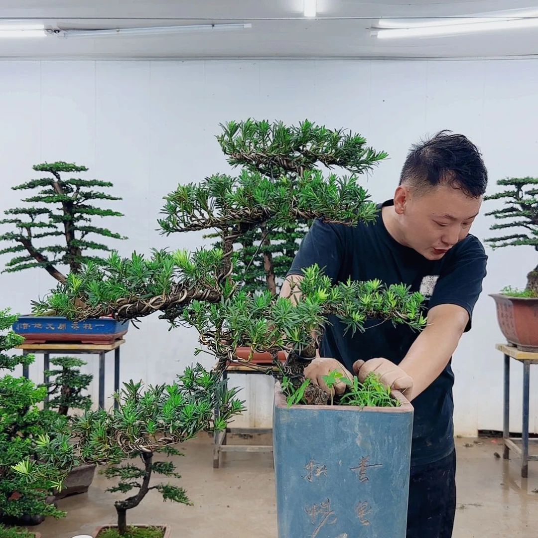 汪***_无花朵盆景制作过程非常
