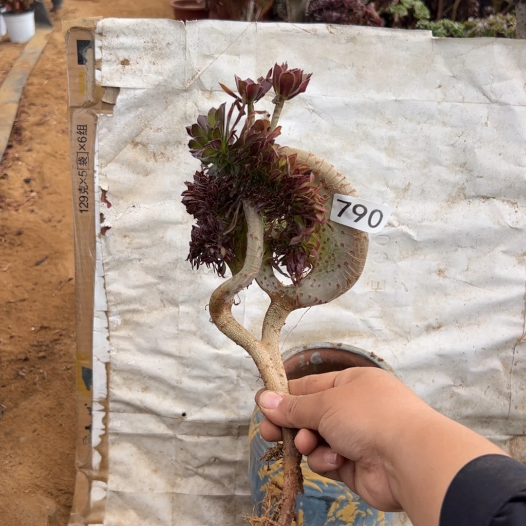 有伤黑缀790满28包邮