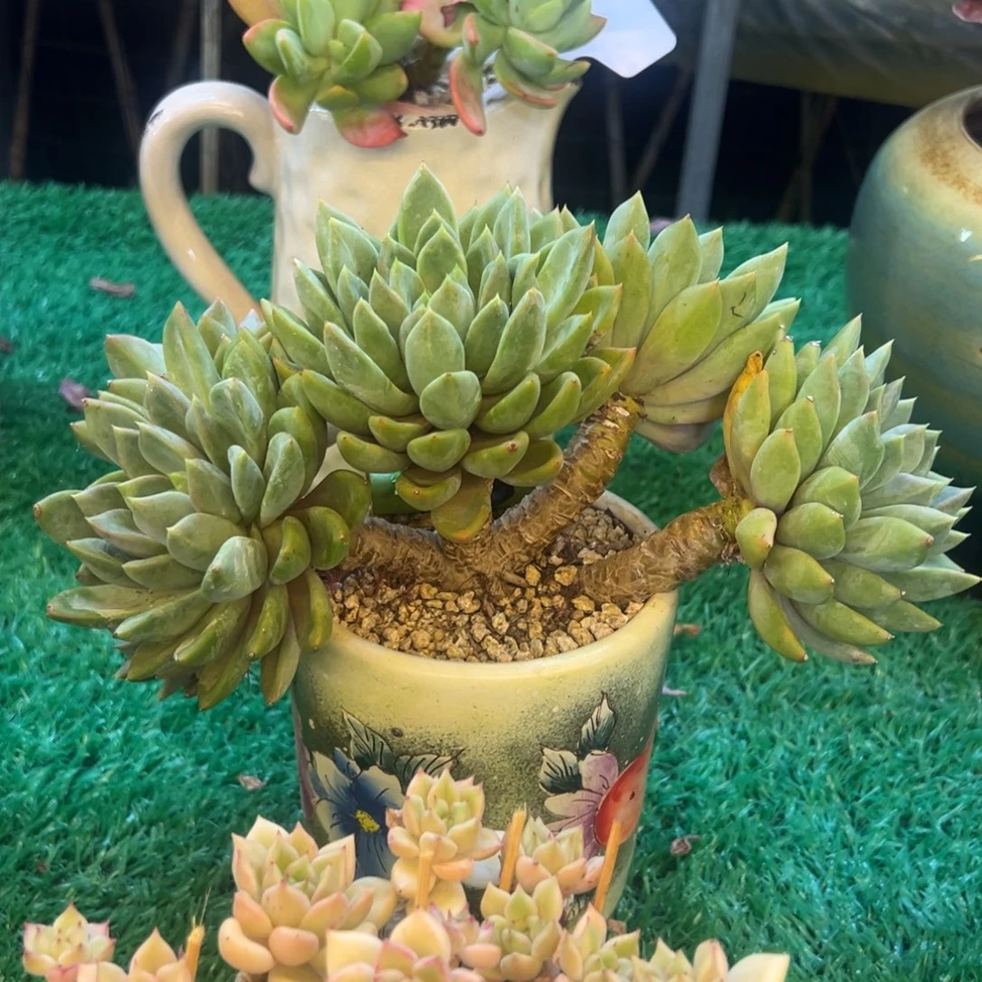 无花朵六头黄金象牙，，，，，，，