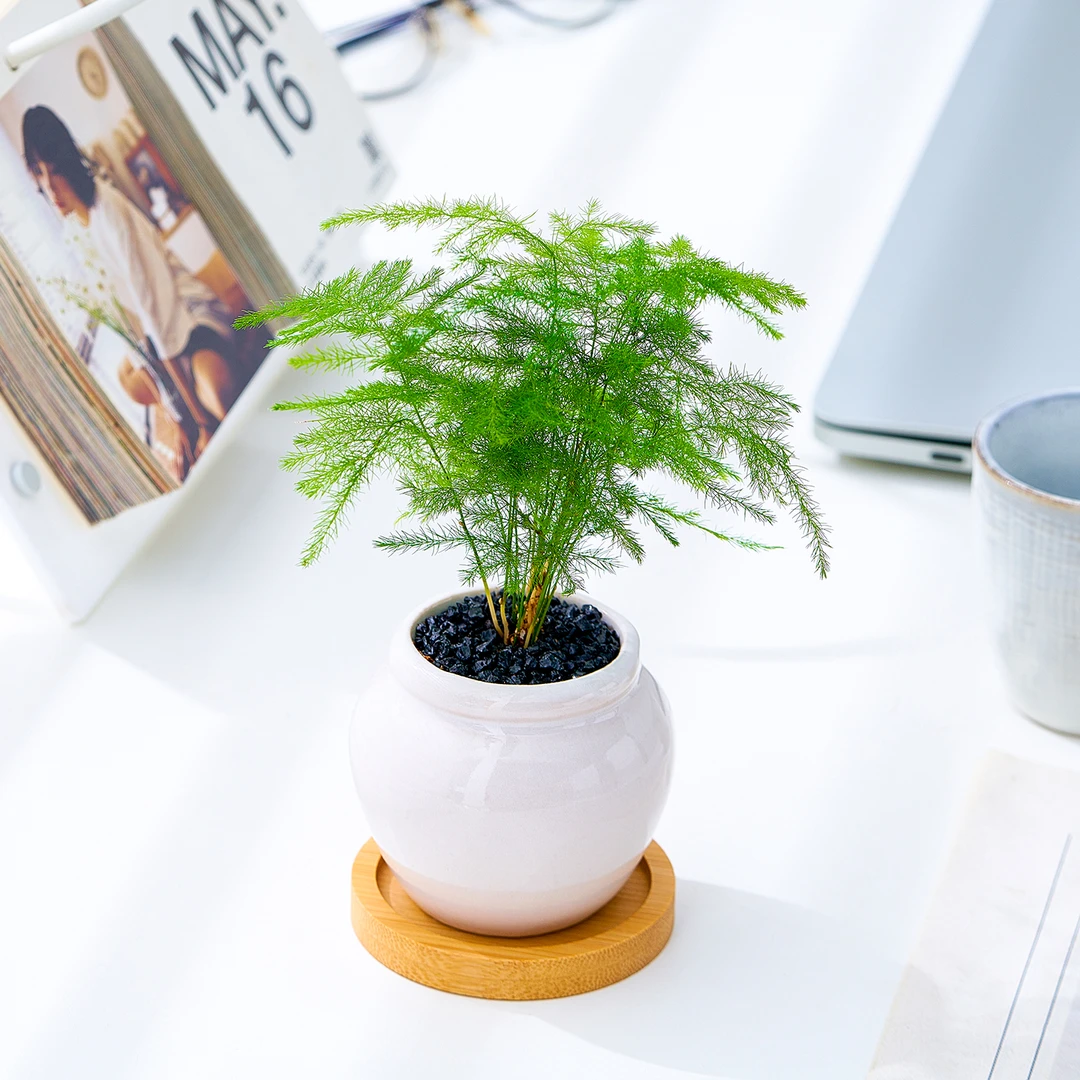 文竹迷你小盆栽植物室内茶桌办公室桌面绿植摆件拇指微型盆景好养