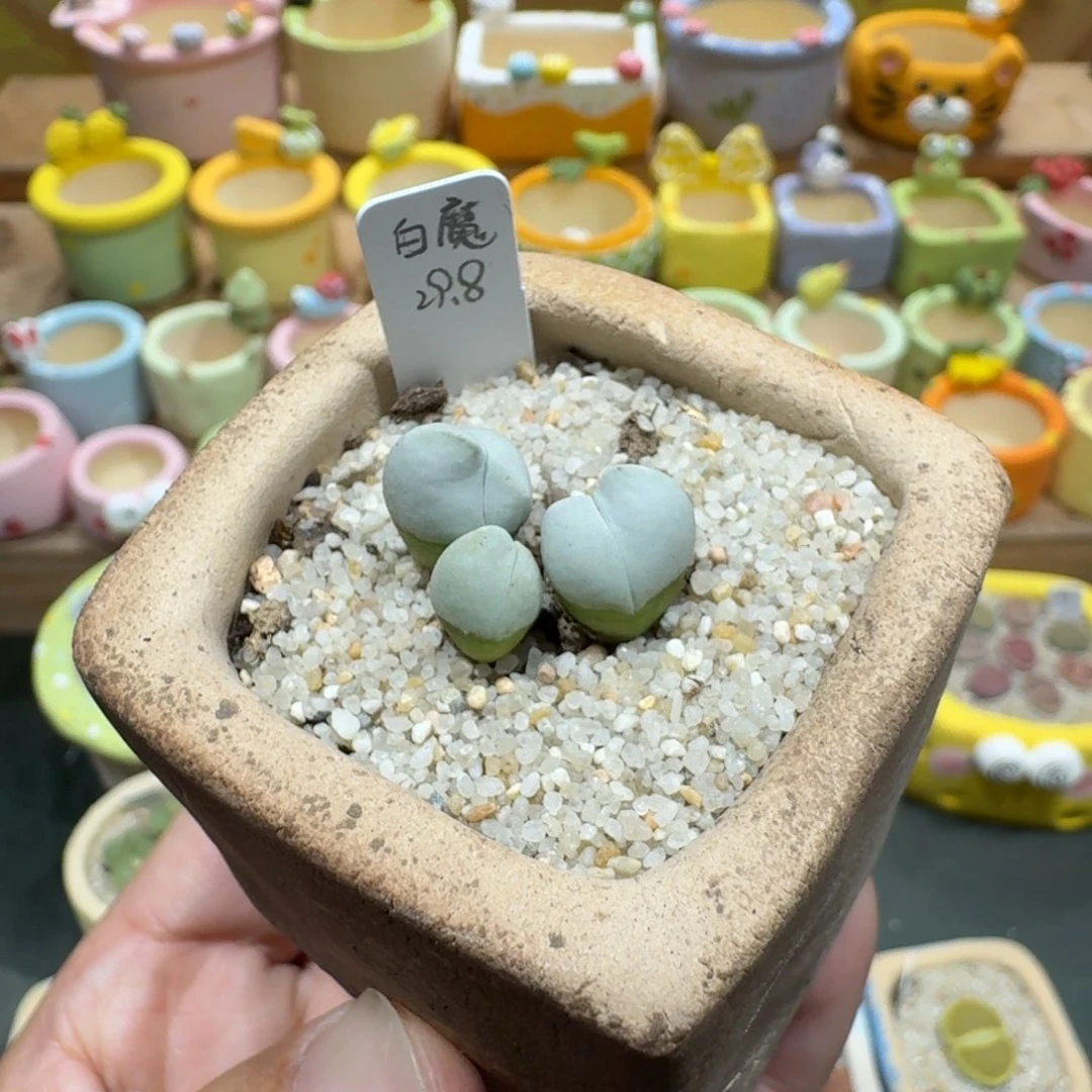 蘑菇1180白魔多肉植物