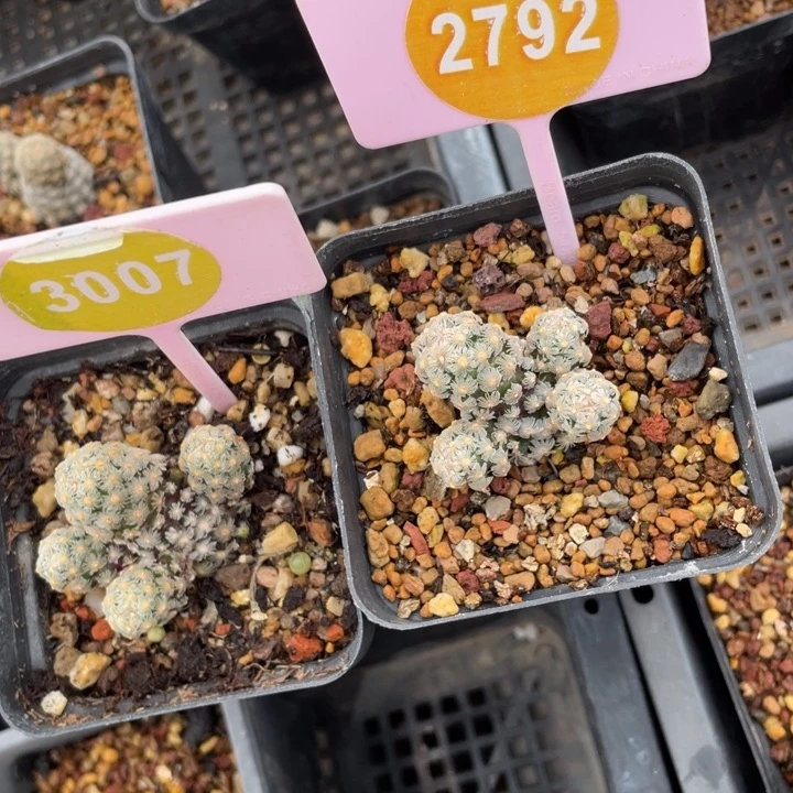 华***王实生黛丝尤2棵30072792