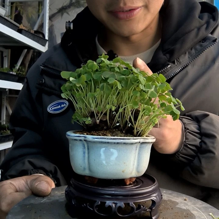 屋****星小盆景小植物一物一拍116