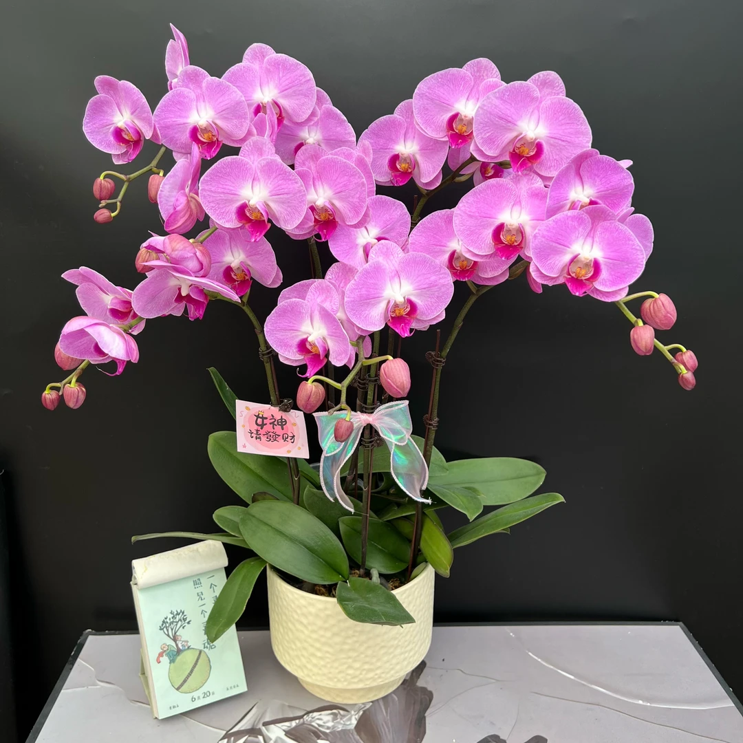 蝴蝶兰《粉黛》粉色系中大花 开花株 真花 有花有花苞