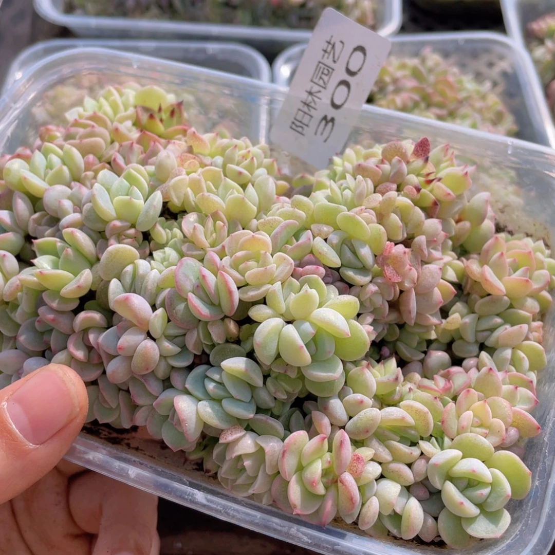 杰*?多肉植物多肉植物300