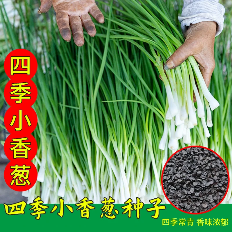 四季小香葱籽生长四季易种小葱生长阳台育苗盆栽葱种植家庭菜种植